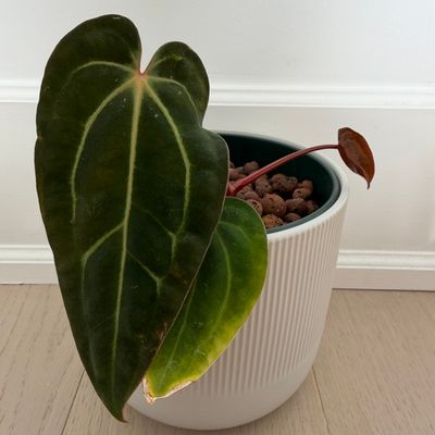 Anthurium carlablackiae x (carlablackiae x BVEP)
