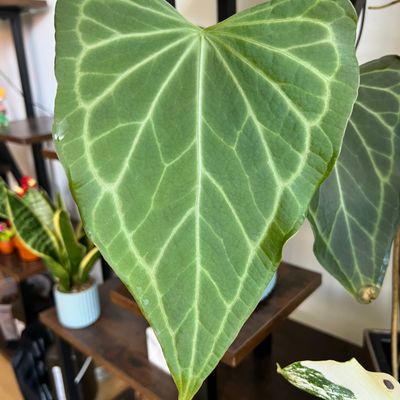 Anthurium ‘Delta Force’