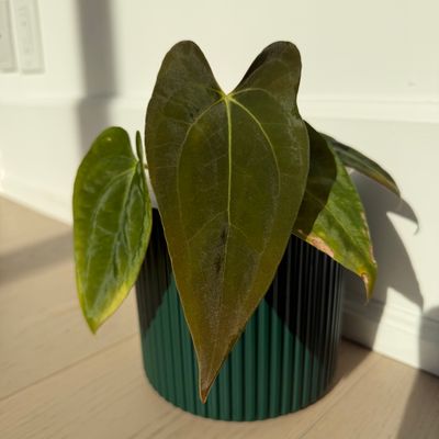 Anthurium papillilaminum (Voldemort S1 x RA6)