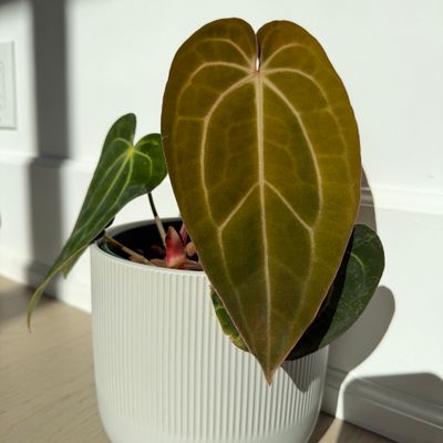 Anthurium carlablackiae x (carlablackiae x BVEP)