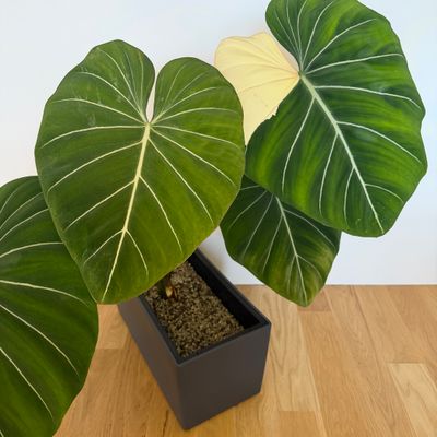 Philodendron gloriosum variegated type 1