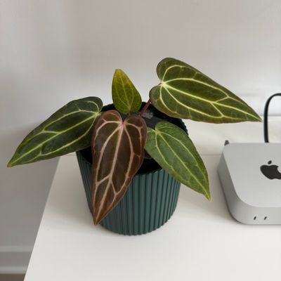 Anthurium carlablackiae ‘Arachne’ S1